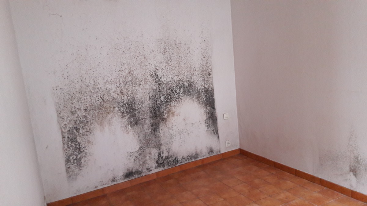 Moisissures - Expertise humidité à Chambéry